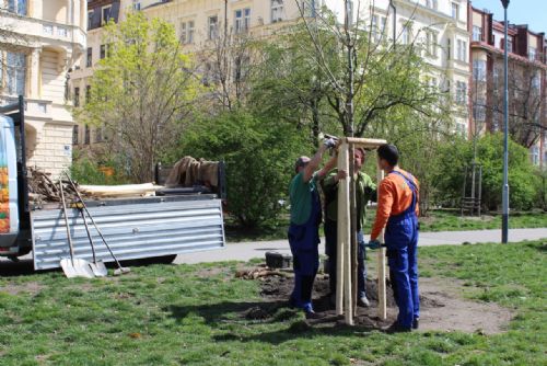 Foto: Praha 2 pokračuje ve výsadbě stromů, v ulicích a parcích přibude 87 nových stromů