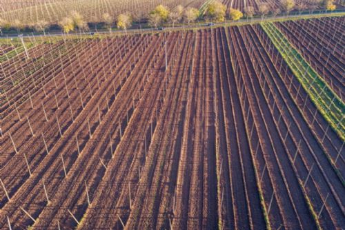 Foto: Projekt PRO CHMEL pomáhá českým chmelařům. Prazdroj zjistil, kolik vody potřebuje chmel