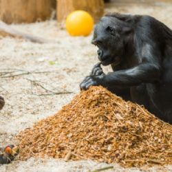 Průběžná zpráva o covidu-19 v Zoo Praha