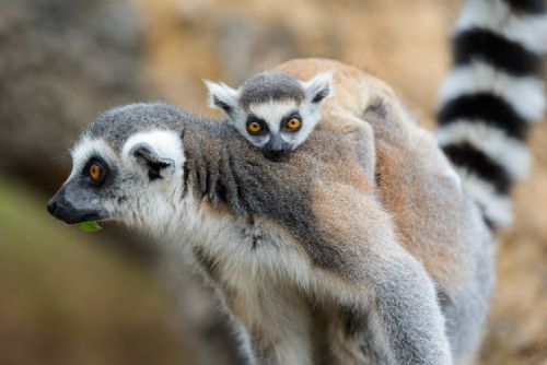 Foto: Pruhované mládě na ostrově lemurů