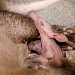 Radost v Zoo Praha: samice hrabáče kapského Kvída porodila své další mládě