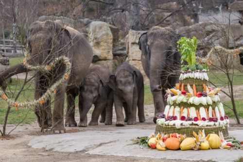 Foto: Sloní princezna Lakuna včera oslavila první narozeniny