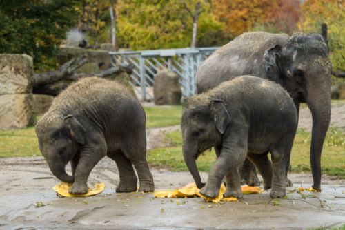 Foto: Soutěž o největší dýni v Zoo Praha: Vítěznou tykev rozšlapali sloni