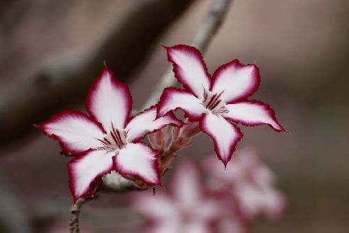 Foto: Unikátní projekt Botanické zahrady hl. m. Prahy Kořeny osobností žije i v roce 2021