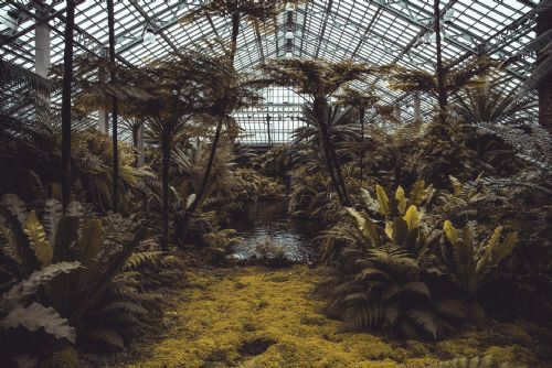 Foto: Unikátní tropický skleník Fata Morgana v Troji opět přivítá návštěvníky