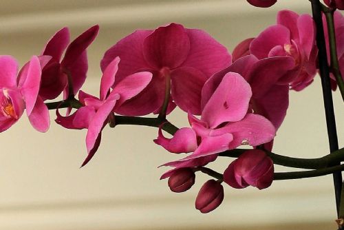 Foto: V pražské botanické zahradě kvetou nejvzácnější i největší orchideje