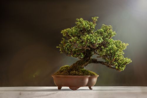 Foto: V Troji se představí nejlepší bonsaje z celé republiky