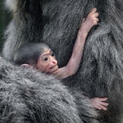 V Zoo Praha se narodilo mládě ohroženého gibona