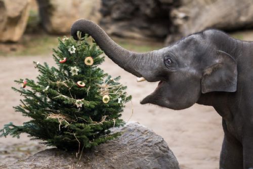 Foto: Vánoce v Zoo Praha: vstup pro děti za korunu a nadílka u zvířat