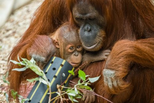 Foto: Velké oslavy u lidoopů v Zoo Praha. Slavil statný Richard i malý Kawi