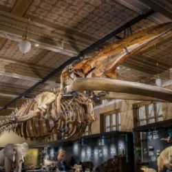 Velryba je zpět! Národní muzeum otevírá stálou expozici Zázraky evoluce a spouští novou propagační kampaň