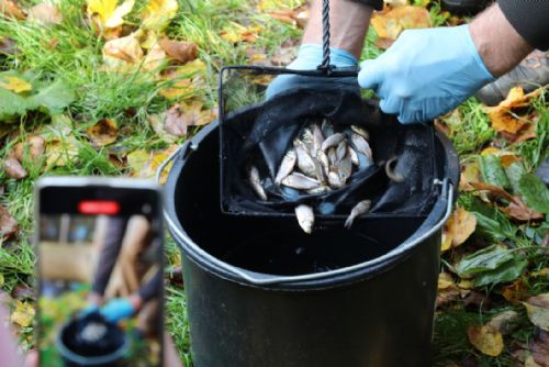 Foto: Začal návrat karase obecného do Česka. Zoo Praha vypustila první ryby ve Vinoři