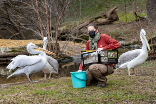 Foto: Zoo Praha děkuje za podporu veřejnosti