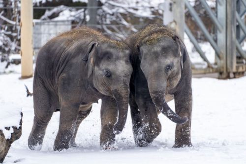 Foto: Zoo Praha láká k návštěvě i během zimy