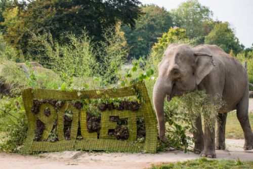 Foto: Zoo Praha oslavila 90. výročí svého založení