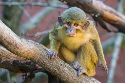 Foto: Zoo Praha představuje zvířecí sirotky