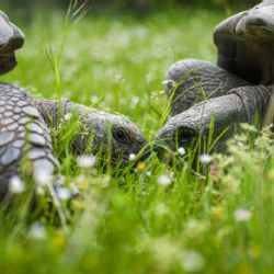 Zoo Praha se stala koordinátorem Evropského chovného programu (EEP) pro želvy obrovské