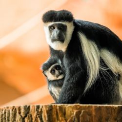 Zoo Praha zve na křest mláděte guerézy