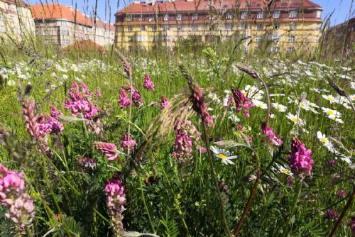 Foto: Zpříjemní nám rozkvetlé trávníky život ve městě?