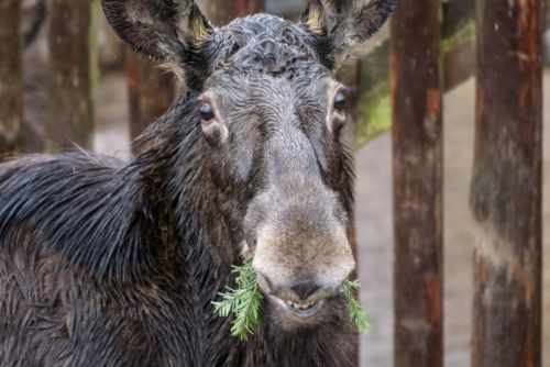 Foto: Zvířata v Zoo Praha si pochutnají na vánočních stromcích