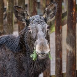 Zvířata v Zoo Praha si pochutnají na vánočních stromcích