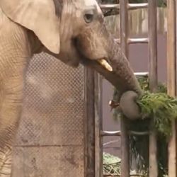 Zoo Praha použije vánoční stromky jako krmení pro zvířata