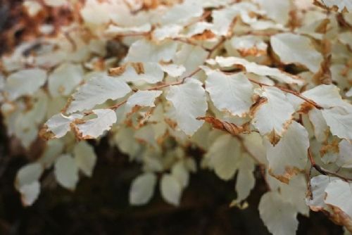 obrázek:Albínní buk v Moravském krasu přežívá díky propojení s okolními stromy