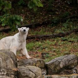 Brněnská zoo: Nový výběh ledních medvědů přitáhne návštěvníky