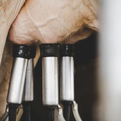 Cena mléka klesla pod výrobní náklady. Producenti chtějí zákaz podnákladových cen