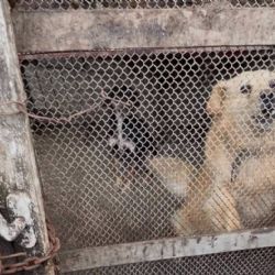 Hrůza na Tachovsku. Psi z kobek vyprošťovali hasiči, padlo i podezření na chov na maso