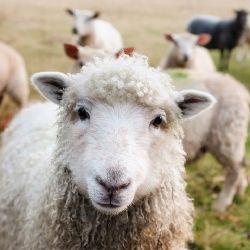 Kraj rozdějí 6 milionů menším a středním farmářům