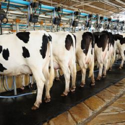 Méně krav, víc mléka. Plzeňští farmáři lámou rekordy, ale stáda se tenčí