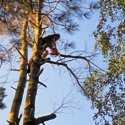 Na plzeňské Kilometrovce začal prořez korun stromů, práce potrvají do dubna