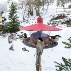 Ptačí hodinka na Plzeňsku, sčítání pokračuje, co do krmítka (ne)patří