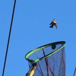 Sýkorku uvězněnou na drátech vysokého napětí zachránili hasiči, záchranáři i energetici