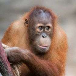 Tragická událost v Zoo Praha: mladý orangutan Kawi přišel o život