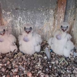 Tři mláďata sokola stěhovavého potvrzena na komíně ZEVO Vráto