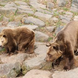 Všichni tři medvědi v plzeňské ZOO se probudili ze zimního spánku