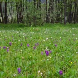 Vzácné slatiniště v Českém lese je téměř pětkrát větší. Chrání orchideje i ohroženého motýla