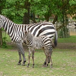 Vzácné stádo v Zoo Plzeň se rozrostlo. Narodila se zebra Timbuktu