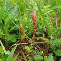 Vzácné zárazy na Křivoklátsku rozkvétají. Lidé si je často pletou s orchidejemi