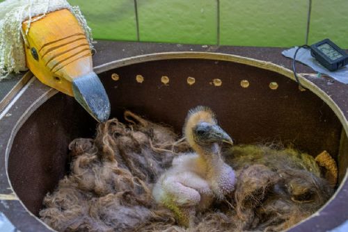 obrázek:Zoo Praha odchovala supa mrchožravého Kaliho. Pěstounka i maňásek pomohli zabránit jeho navyknutí na člověka