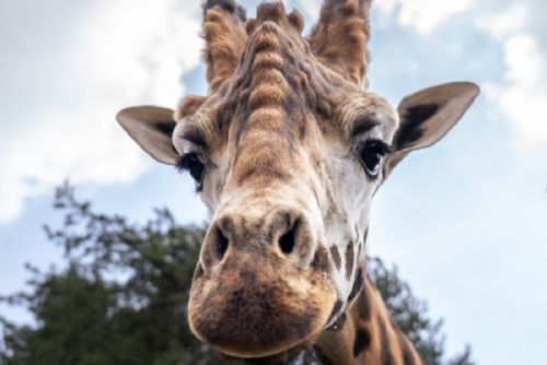 obrázek:Do Zoo Praha dorazil nový samec žirafy núbijské Finn, stádo má opět devět jedinců