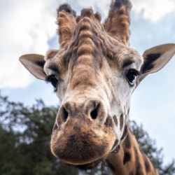 Do Zoo Praha dorazil nový samec žirafy núbijské Finn, stádo má opět devět jedinců
