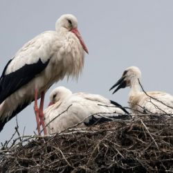 Ornitologové budou v Jihočeském kraji kroužkovat čapí mláďata. Žádají veřejnost o pomoc s mapováním hnízd