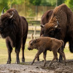 Plzeňská zoo slaví nový přírůstek. Malý zubr evropský dostal tradiční jméno Onzu