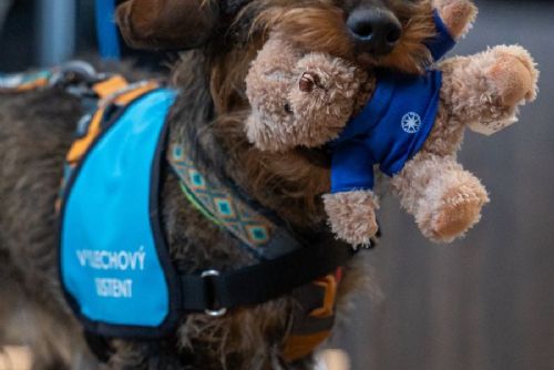 obrázek:Psi u výslechů v Praze: policie testuje projekt Výslechový asistent