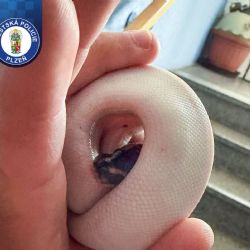 Stačil krátký odchod na chodbu a průvan zabouchl dveře. V bytě mezitím zůstali volně puštění hadi