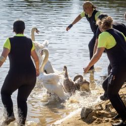 Záchranáři kroužkují poslední letošní labutě. Akci přerušil zásah na Berounce