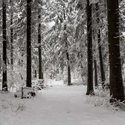 Zima se vrací na jih Čech — mrazivý Štědrý večer a sníh